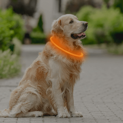 Collier Chien - DogCollarLight™ - Orange - Mon Chien Balade