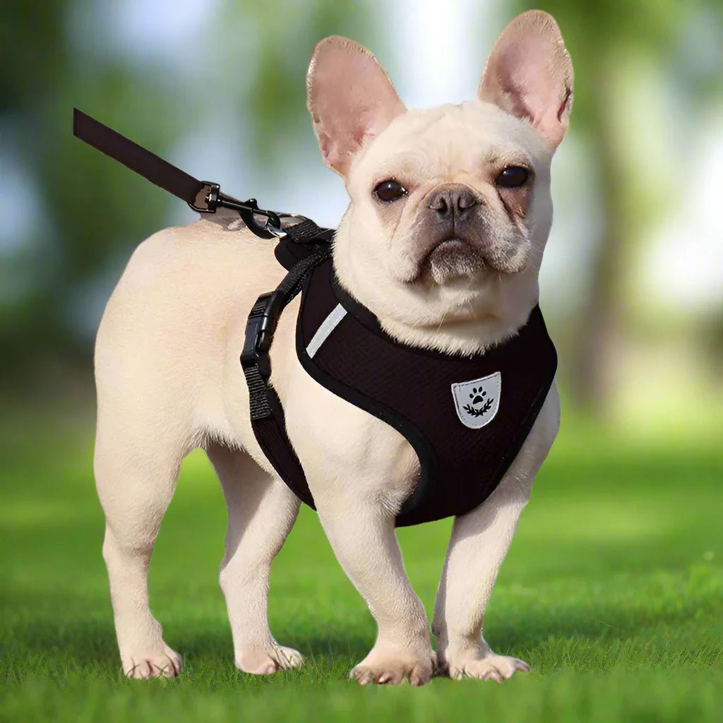 Harnais Petit Chien - DogHarnessLeadLeash™ - Noir - Mon Chien Balade