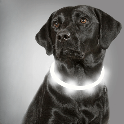 Collier Chien - DogCollarLight™ - Blanc - Mon Chien Balade