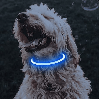 Collier Chien - DogCollarLight™ - Bleu - Mon Chien Balade