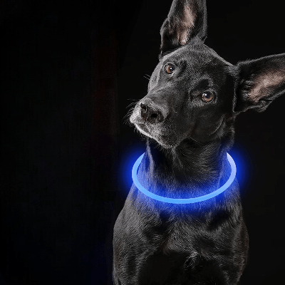 Collier Chien - DogCollarLight™ - Bleu - Mon Chien Balade