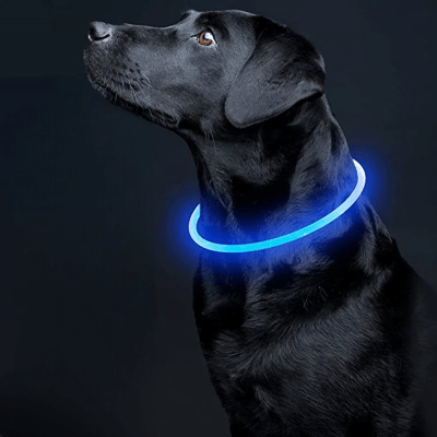 Collier Chien - DogCollarLight™ - Bleu - Mon Chien Balade