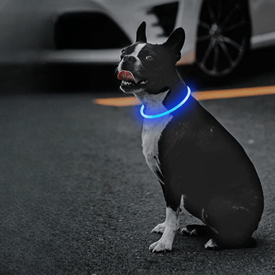 Collier Chien - DogCollarLight™ - Bleu - Mon Chien Balade