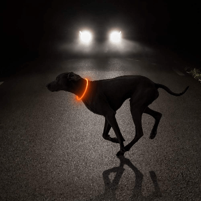 Collier Chien - DogCollarLight™ - Jaune - Mon Chien Balade