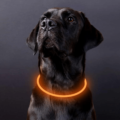 Collier Chien - DogCollarLight™ - Jaune - Mon Chien Balade