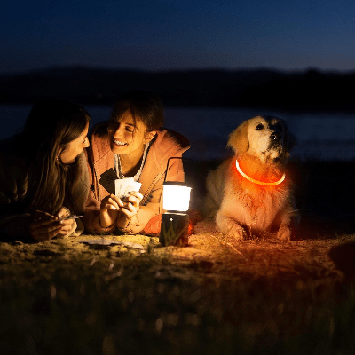 Collier Chien - DogCollarLight™ - Jaune - Mon Chien Balade