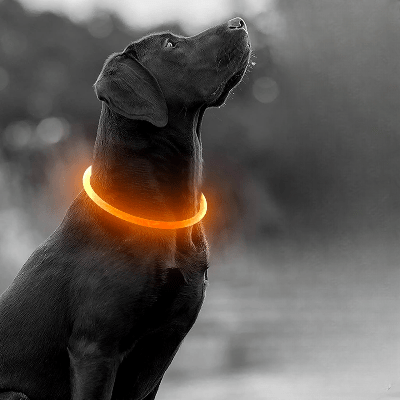 Collier Chien - DogCollarLight™ - Jaune - Mon Chien Balade