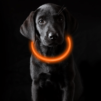 Collier Chien - DogCollarLight™ - Orange - Mon Chien Balade