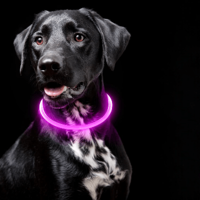 Collier Chien - DogCollarLight™ - Rose - Mon Chien Balade
