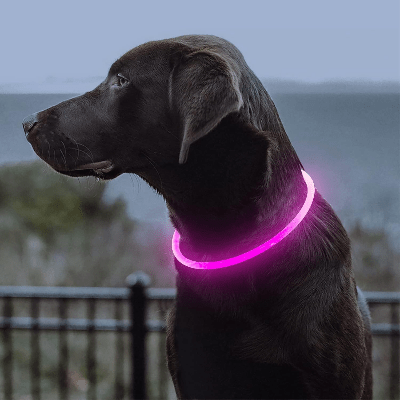 Collier Chien - DogCollarLight™ - Rose - Mon Chien Balade