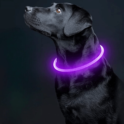 Collier Chien - DogCollarLight™ - Rose - Mon Chien Balade