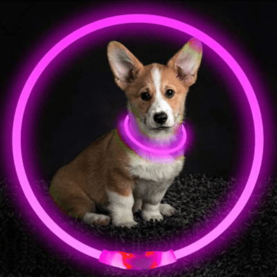 Collier Chien - DogCollarLight™ - Rose - Mon Chien Balade