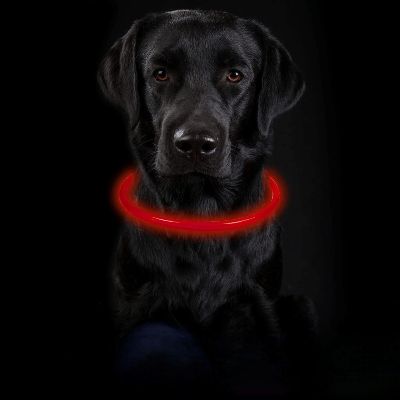 Collier Chien - DogCollarLight™ - Rouge - Mon Chien Balade