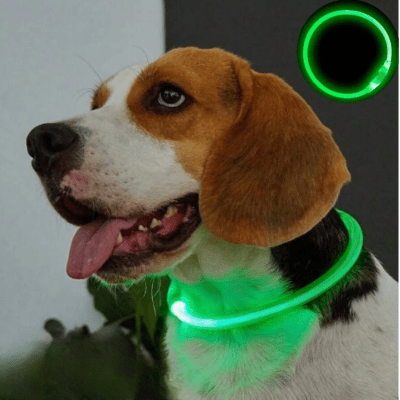 Collier Chien - DogCollarLight™ - Vert - Mon Chien Balade