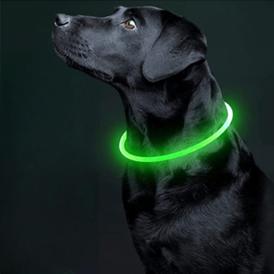 Collier Chien - DogCollarLight™ - Vert - Mon Chien Balade