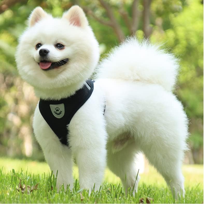 Harnais Petit Chien - DogHarnessLeadLeash™ - Noir - Mon Chien Balade