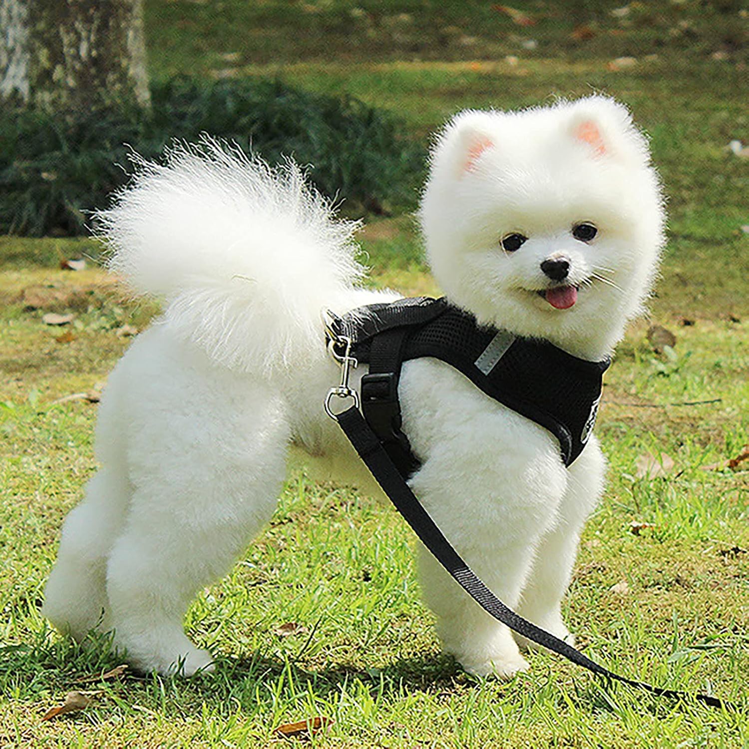 Harnais Petit Chien - DogHarnessLeadLeash™ - Noir - Mon Chien Balade