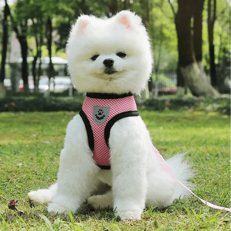 Harnais Petit Chien - DogHarnessLeadLeash™ - Rose - Mon Chien Balade