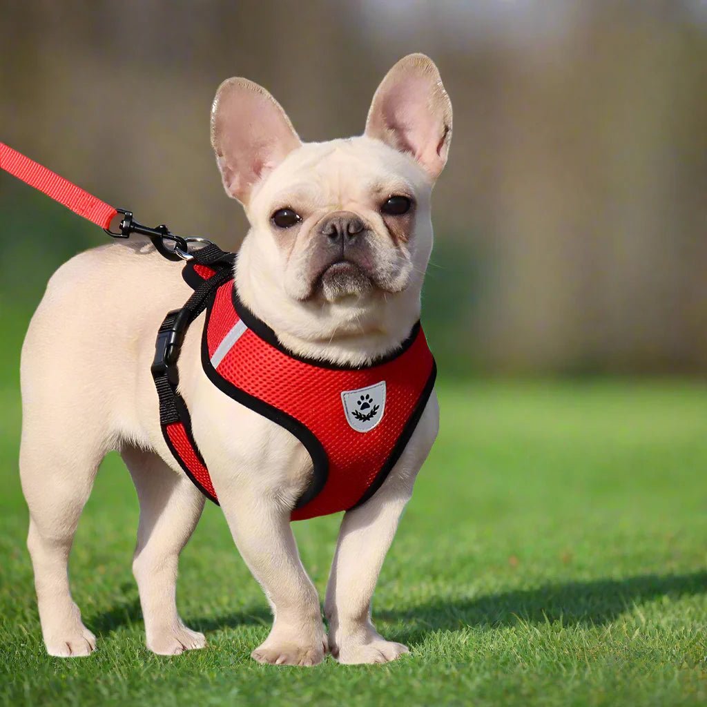 Harnais Petit Chien - DogHarnessLeadLeash™ - Rouge - Mon Chien Balade