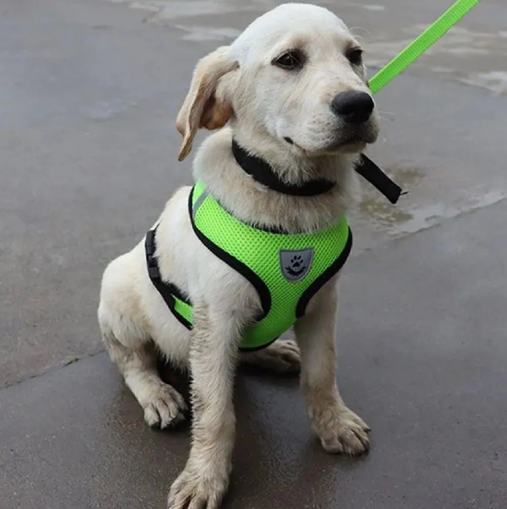 Harnais Petit Chien - DogHarnessLeadLeash™ - Vert - Mon Chien Balade