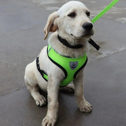 Harnais Petit Chien - DogHarnessLeadLeash™ - Vert - Mon Chien Balade