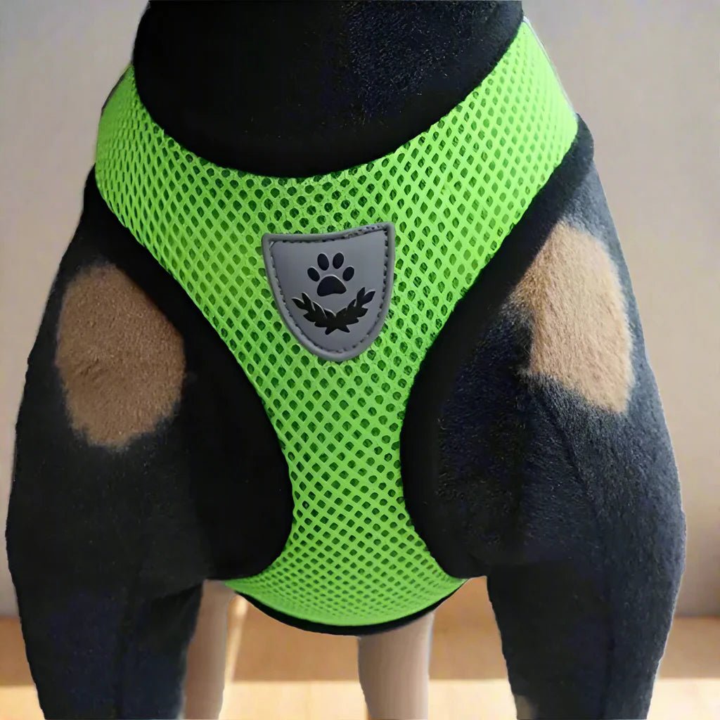Harnais Petit Chien - DogHarnessLeadLeash™ - Vert - Mon Chien Balade