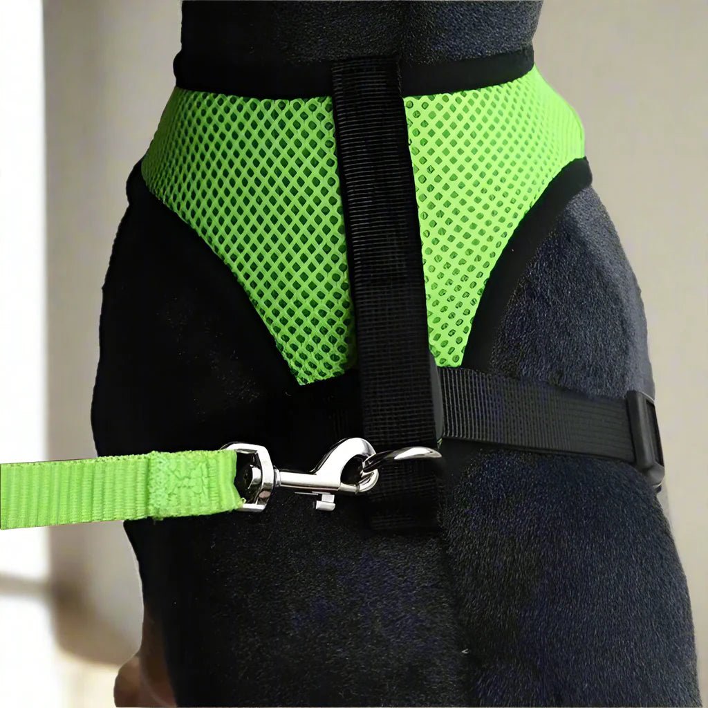 Harnais Petit Chien - DogHarnessLeadLeash™ - Vert - Mon Chien Balade