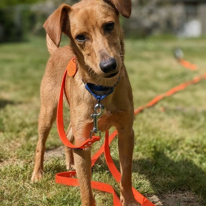 Laisse pour chien | Robusta - Mon Chien Balade