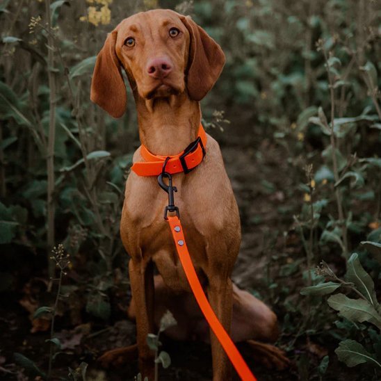 Laisse pour chien | Robusta - Mon Chien Balade