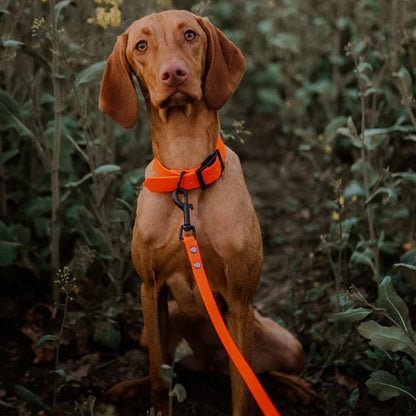 Laisse pour chien | Robusta - Mon Chien Balade