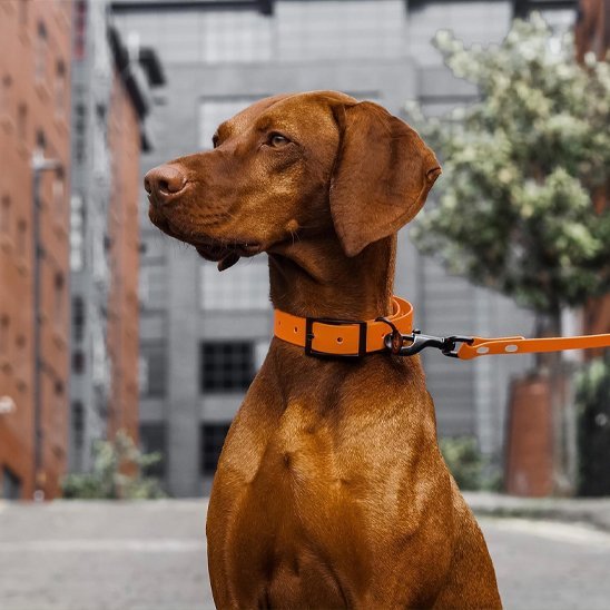 Laisse pour chien | Robusta - Mon Chien Balade