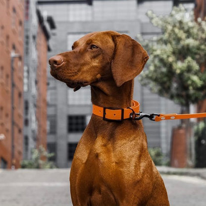 Laisse pour chien | Robusta - Mon Chien Balade